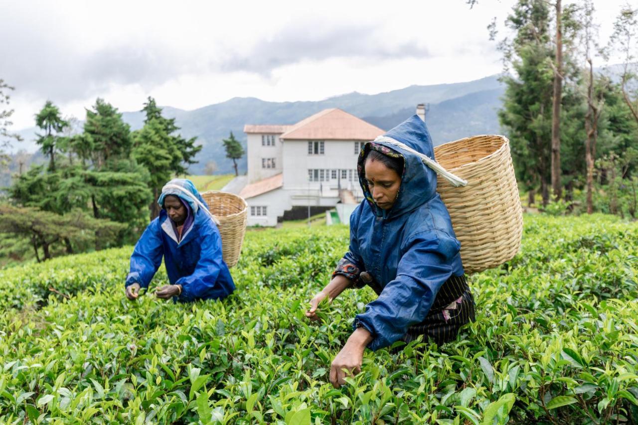 Tea And Experience Factory - Thema Collection Hotel Mandaran Newara Екстериор снимка